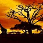 Mejores agencias de viaje de África